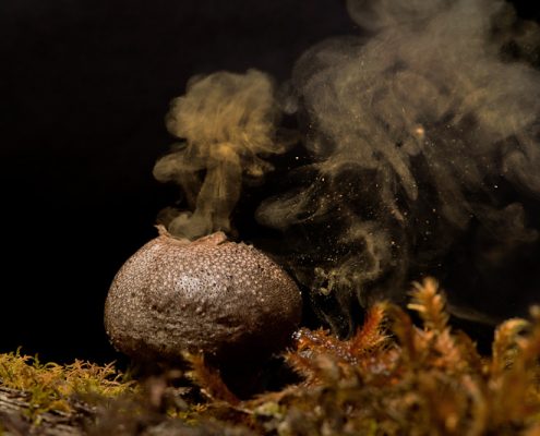 Puffball fungi, releasing spores. Image by Kalyanvarma (Own work), licenced under a Creative Commons licence [CC BY-SA 3.0] (http://creativecommons.org/licenses/by-sa/3.0, via Wikimedia Commons. https://commons.wikimedia.org/wiki/File%3APuffball_fungai.jpg