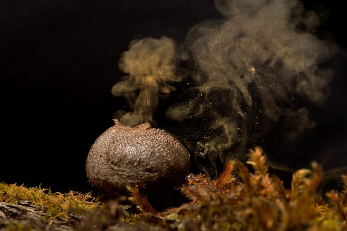 Puffball fungi, releasing spores. Image by Kalyanvarma (Own work), licenced under a Creative Commons licence [CC BY-SA 3.0] (http://creativecommons.org/licenses/by-sa/3.0, via Wikimedia Commons. https://commons.wikimedia.org/wiki/File%3APuffball_fungai.jpg