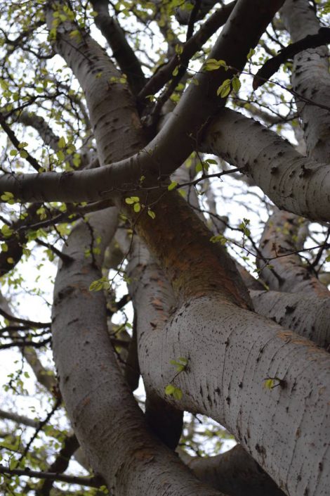 Tree detail, National Botanic Garden, Dublin. www.ceramicforms.com