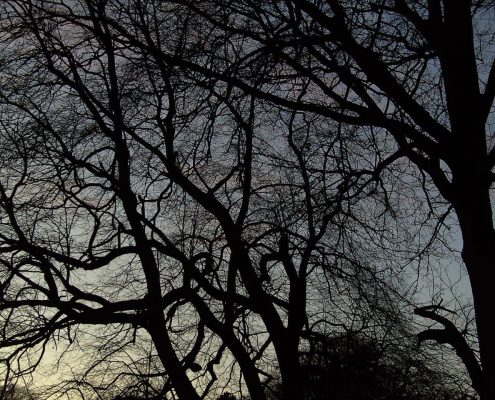 Tree detail, the Phoenix Park, Dublin. Winter night sky. www.ceramicforms.com